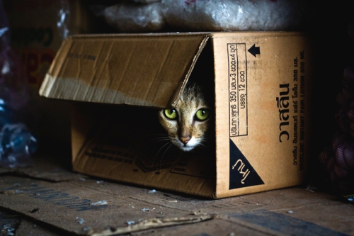 cat hiding in market